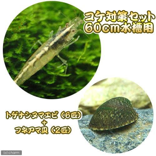 （エビ・貝）コケ対策セット　６０ｃｍ水槽用　トゲナシヌマエビ（６匹）＋フネアマ貝（２匹）　北海道・九...