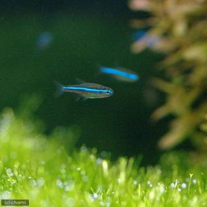 （熱帯魚）グリーンネオンテトラ（ワイルド）（５匹）　北海道・九州航空便要保温