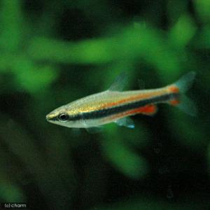 (熱帯魚)ナノストムス・ベックホルディ(3匹) ...の商品画像