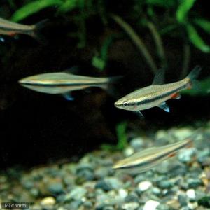 (熱帯魚)ナノストムス・ベックホルディ(3匹)...の詳細画像1