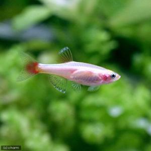 熱帯魚図鑑 チャーム