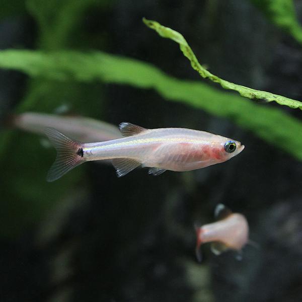 （熱帯魚）ゴールデンアカヒレ（５匹）　北海道航空便要保温
