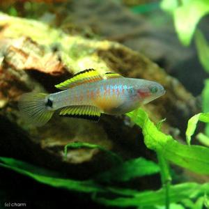 (熱帯魚)ピーコック・ガジョン(3匹) 北海道...の詳細画像1