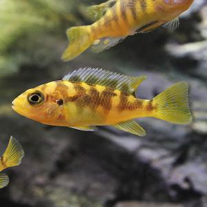(熱帯魚)カメレオン・シクリッド(8匹) 北海道...の商品画像