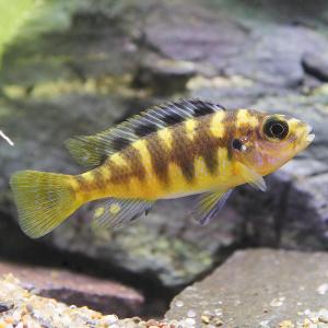 (熱帯魚)カメレオン・シクリッド(8匹) 北海...の詳細画像1