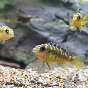 (熱帯魚)カメレオン・シクリッド(8匹) 北海...の詳細画像2
