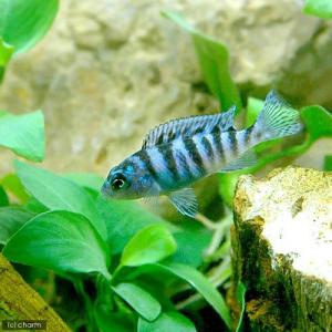 チャーム（charm） （熱帯魚）アウロノカラ スチュワートグランディ