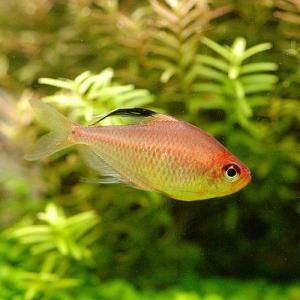 (熱帯魚)ダイヤモンドレッドペレズ・テトラ(5匹...の商品画像