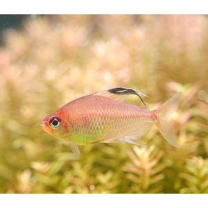 (熱帯魚)ダイヤモンドレッドペレズ・テトラ(5...の詳細画像1
