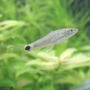 (熱帯魚)シルバー・フライングフォックス(3匹...の詳細画像1