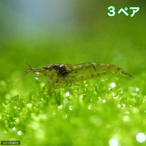 （エビ）ミナミヌマエビ（３ペア）　北海道・九州航空便要保温