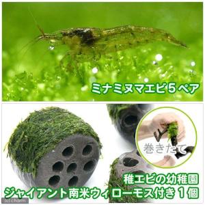 （エビ）（水草）ミナミヌマエビ（５ペア）　＋　巻きたて　稚エビの幼稚園　ジャイアント南米ウィローモス付（１個）　北海道・九州航空便要保温