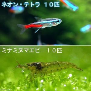 （熱帯魚）ネオンテトラ（１０匹）　＋ミナミヌマエビ（１０匹）　北海道・九州航空便要保温