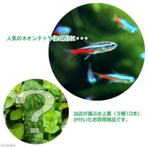 チャーム（charm） （熱帯魚）グリーンネオンテトラ（10匹）＋