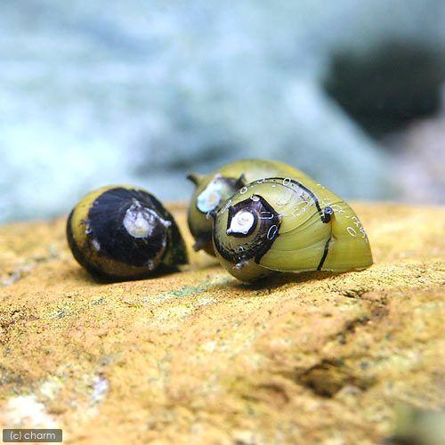 （エビ・貝）（Ｂ品）カラーサザエ石巻貝（１０匹）　北海道・九州航空便要保温