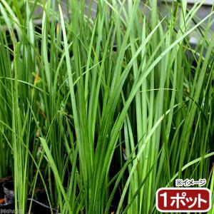 （ビオトープ）水生植物　セキショウ（アコルス）（１ポット）　常緑性湿性植物