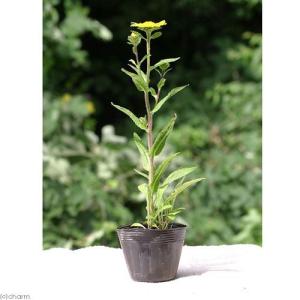 (ビオトープ)水生植物 ミズギク(1ポット) ...の詳細画像1