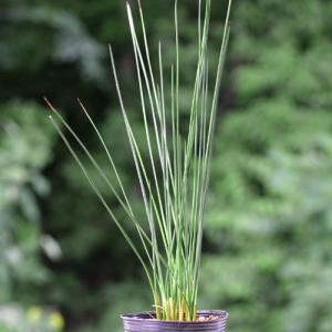 (ビオトープ)水生植物 ペンシルグラス(1ポット...の商品画像