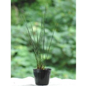 (ビオトープ)水生植物 ペンシルグラス(1ポッ...の詳細画像1