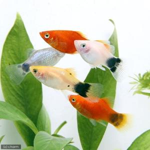 (熱帯魚)ミックスプラティ(3ペア) 北海道・...の詳細画像1
