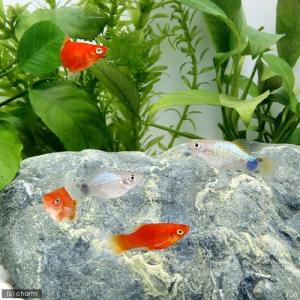 (熱帯魚)ミックスプラティ(3ペア) 北海道・...の詳細画像2