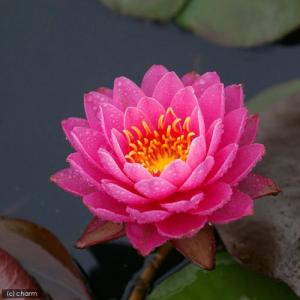 （ビオトープ）睡蓮　温帯性睡蓮（スイレン）（桃）　ファイヤーオパール　Ｆｉｒｅ　Ｏｐａｌ　（１ポット）（休眠状態）