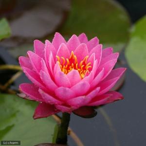 (ビオトープ)睡蓮 温帯性睡蓮(スイレン)(桃...の詳細画像1