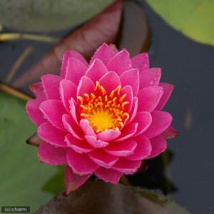 (ビオトープ)睡蓮 温帯性睡蓮(スイレン)(桃...の詳細画像2