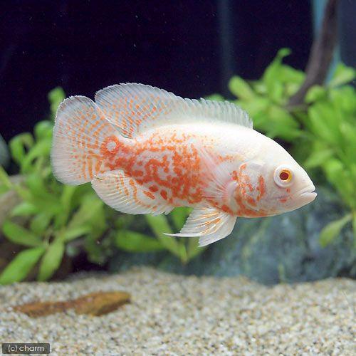 （熱帯魚）アルビノルビーレッドオスカー（１匹）　北海道・九州航空便要保温