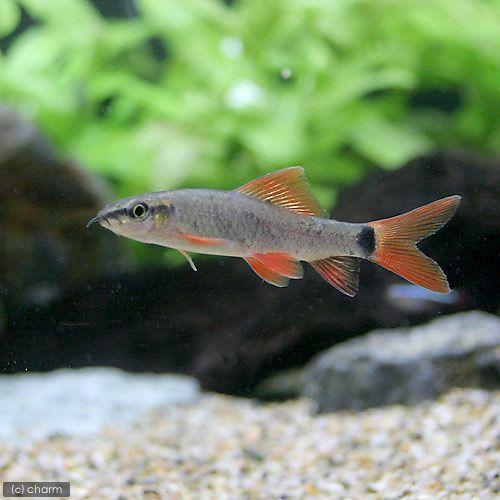 （熱帯魚）レインボー・シャーク（１匹）　北海道航空便要保温