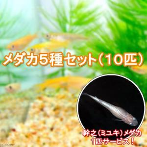 《終売》（めだか）メダカ５種　初心者セット　各２匹（１０匹＋幹之メダカ１匹サービス）
