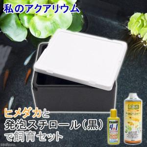 (めだか)(水草)私の小さなアクアリウム ヒメダ...の商品画像