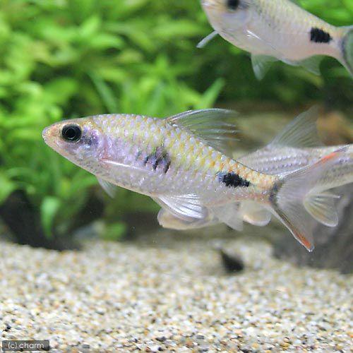 （熱帯魚）ケララレインボーバルブ（ワイルド）（１匹）