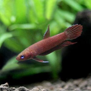 熱帯魚）ベタ・アルビマルギナータ（ワイルド）（1ペア） 北海道