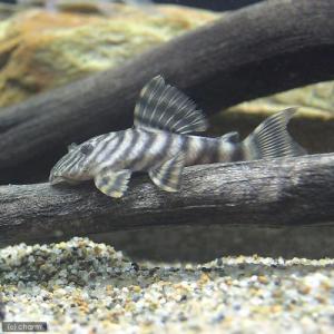 チャーム（charm） （熱帯魚）ニューダップルドインペリアル・プレコ