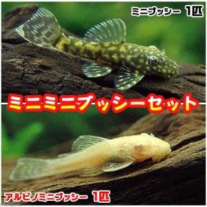 （熱帯魚）ミニミニブッシーセット（ミニブッシープレコ１匹＋アルビノミニブッシー１匹）（計２匹）　北海道・九州航空便要保温
