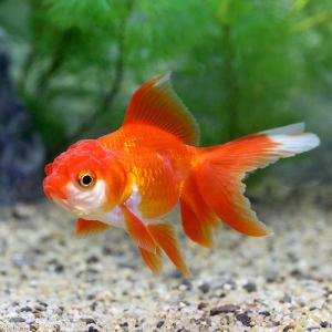 (国産金魚)飯田オランダ獅子頭(1匹)の詳細画像1
