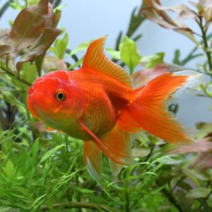(国産金魚)飯田オランダ獅子頭(1匹)の詳細画像2