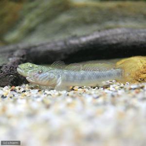 熱帯魚 ハゼ 淡水の商品一覧 通販 Yahoo ショッピング