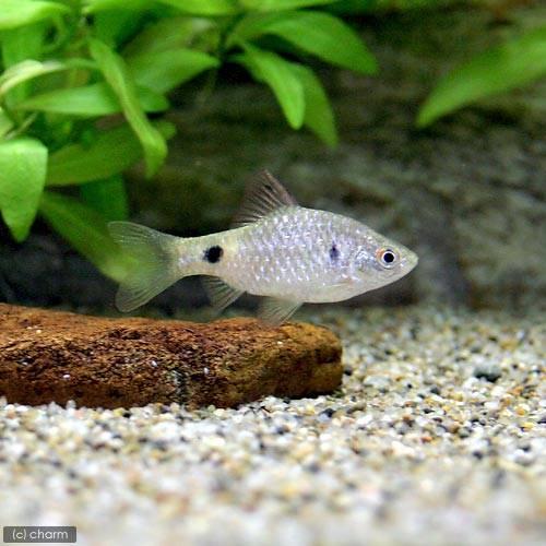 （熱帯魚）ストリッカー・バルブ（３匹）　北海道航空便要保温