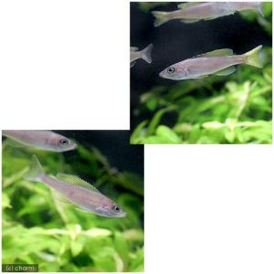 (入荷未定)(熱帯魚)キプリクロミス・レプトソ...の詳細画像1