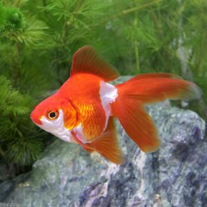 飯田琉金の商品一覧 通販 Yahoo ショッピング