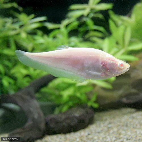 （熱帯魚）アルビノスポッテッド・ナイフフィッシュ（１匹）　北海道・九州航空便要保温