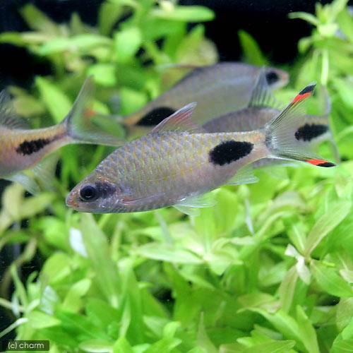 （熱帯魚）プンティウス・アッシミリス（ワイルド）（１匹）　北海道・九州航空便要保温