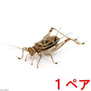 （昆虫）クサヒバリ（１ペア）　北海道・九州航空便要保温