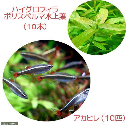 （熱帯魚）（水草）パイロットフィッシュ・プランツセット　アカヒレＳ（１０匹）＋ハイグロ・ポリスペルマ...