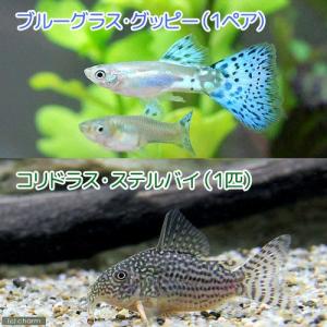 （熱帯魚）（水草）ブルーグラスグッピー（国産グッピー）（１ペア）＋コリドラス・ステルバイ（１匹）　北海道・九州航空便要保温｜チャーム charm ヤフー店