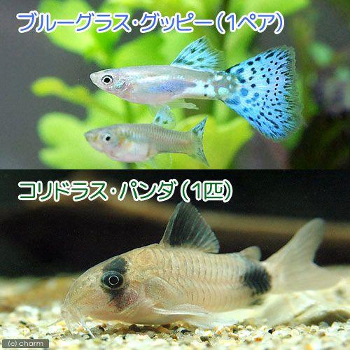 （熱帯魚）ブルーグラスグッピー（国産グッピー）（１ペア）＋コリドラス・パンダ（１匹）　北海道・九州航...