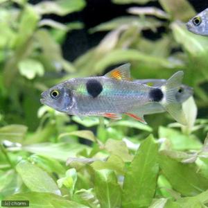 熱帯魚）ブラックバンデッドメチニス（ブリード）（1匹） 北海道