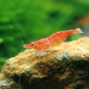 チェリーレッドシュリンプ 北海道 九州航空便要保温